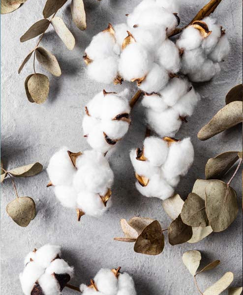 algodao-pima-perunao